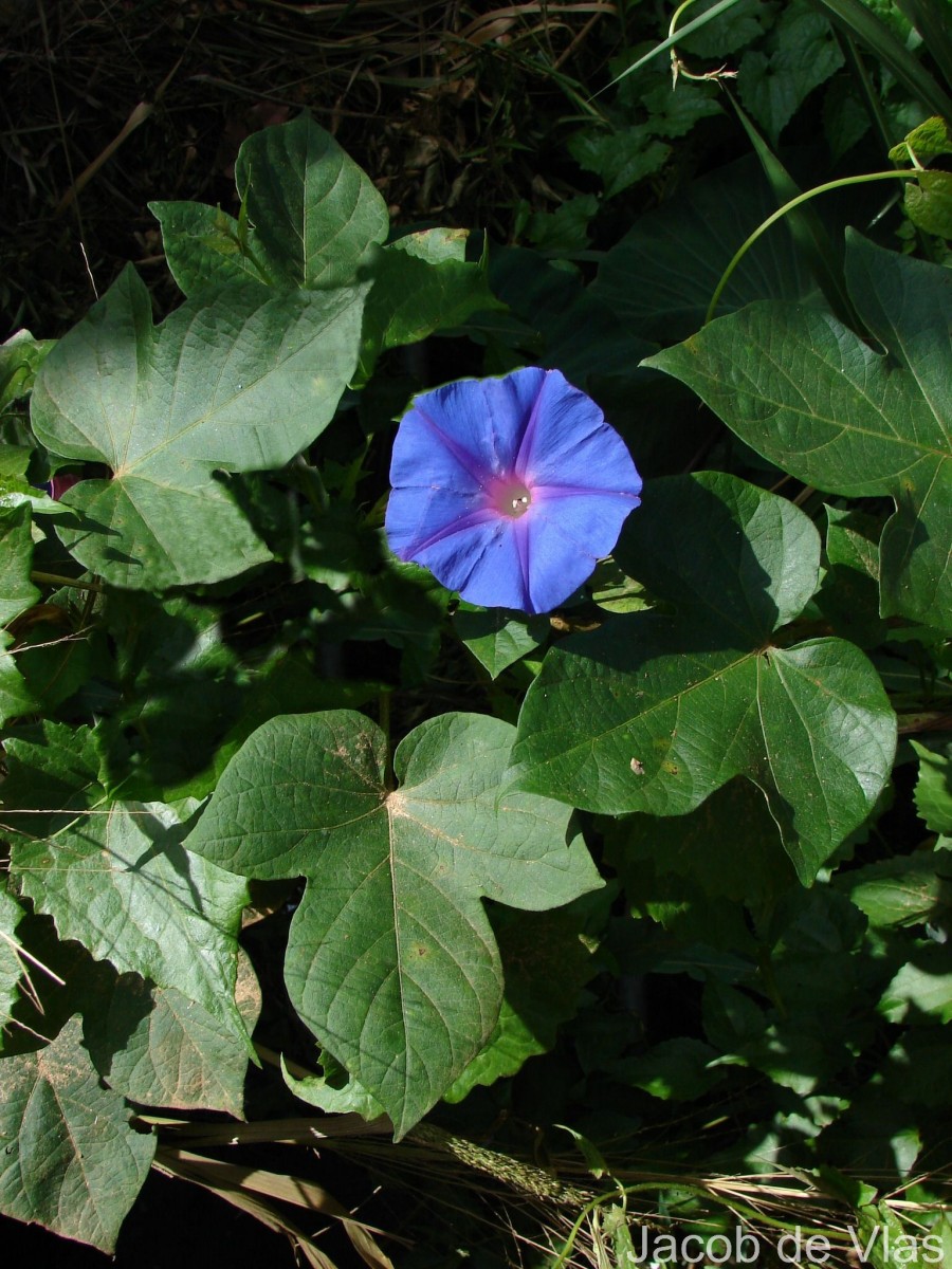 Ipomoea indica (Burm.) Merr.